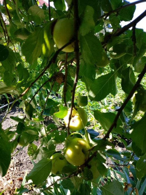 Продажа дома Мичурина улица